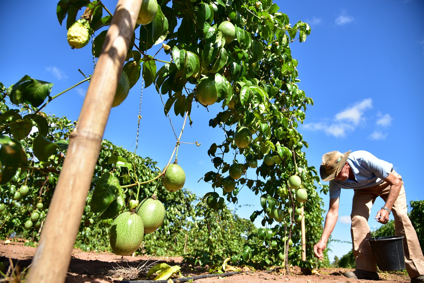 Fruticultura Em 2019 Senar MS Capacitou 5 Alunos Por Dia